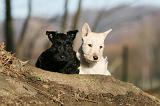 SCOTTISH TERRIER 048